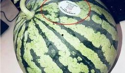 陕西网红吃瓜,揭秘网络热点的背后真相